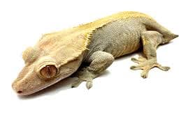 Crested Gecko